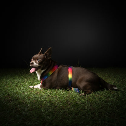 A dog wearing a colorful LED dog harness with leash, lounging on grass, showcasing its nighttime safety features.
