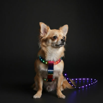 LED dog harness with leash on a Chihuahua, showcasing bright lights for nighttime visibility and comfort.